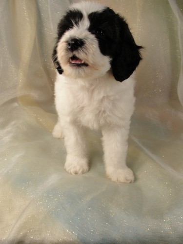 Female Cockapoo Puppy for sale #6 Born February 20th, 2012